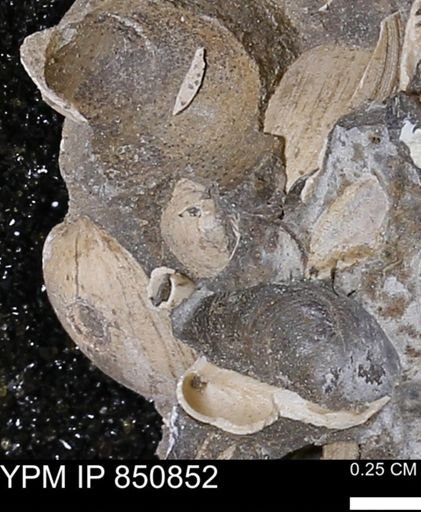 Limopsis striatopunctatus