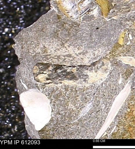 Pseudoptera subtortuosa