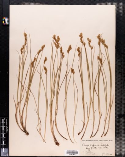 Carex scoparia