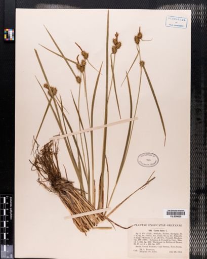 Carex flava