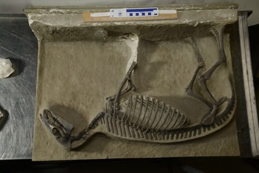 Orohippus agilis