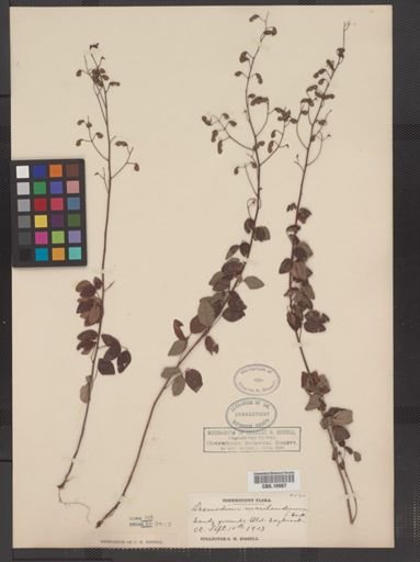 Desmodium marilandicum