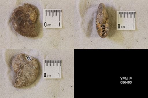 undet. Scaphitidae