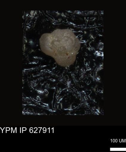 undet. Foraminiferida