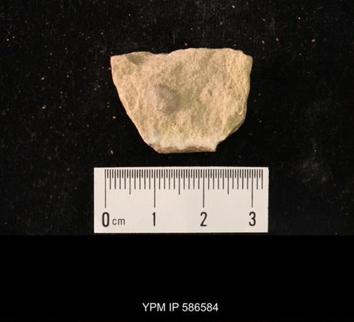 Finkelnburgia osceola