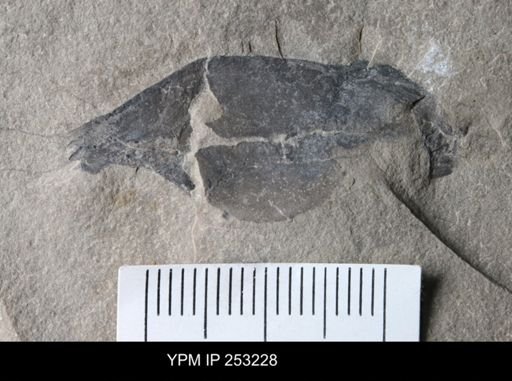 undet. Eurypterida