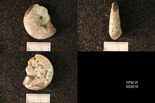 Hoploscaphites nicolletii