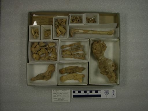 Daphoenus hartshornianus