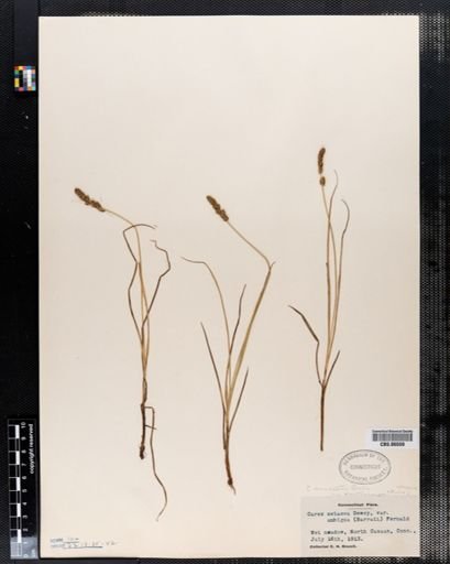 Carex setacea