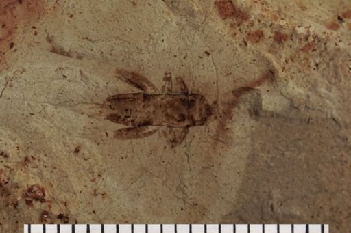 Gryllidae