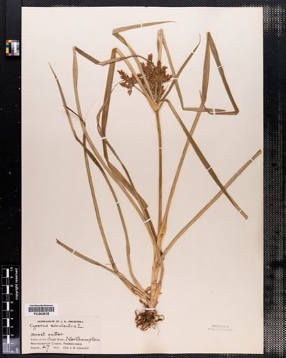 Cyperus esculentus