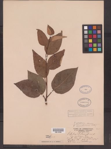 Populus gileadensis
