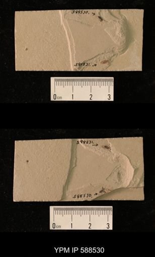 undet. Coleoptera