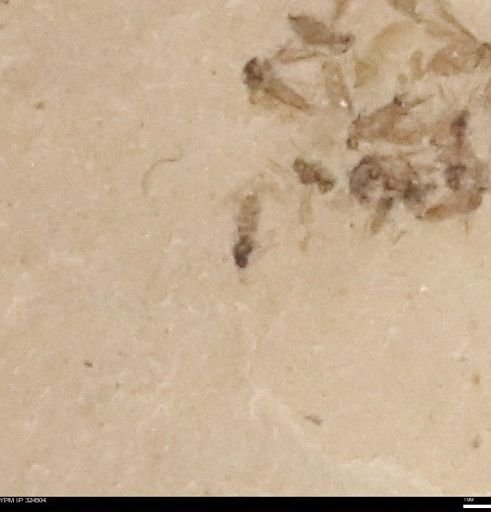 undet. Insecta