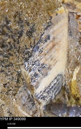 undet. Bivalvia