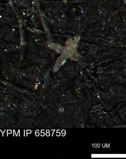 undet. Porifera