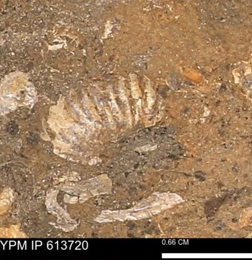 Scaphites sp.