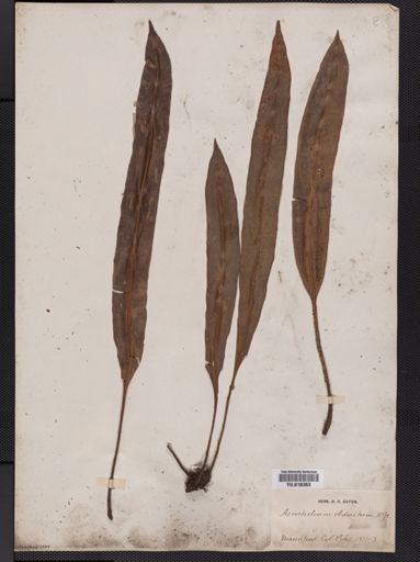 Elaphoglossum