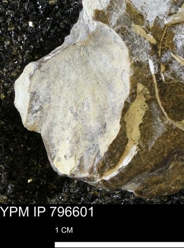 undet. Mollusca