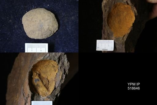undet. Echinodermata