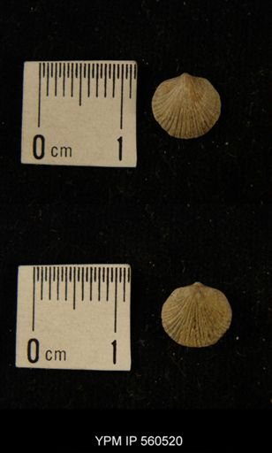 undet. Dalmanelloidea