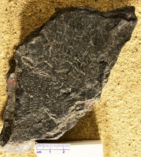Lepidodendron