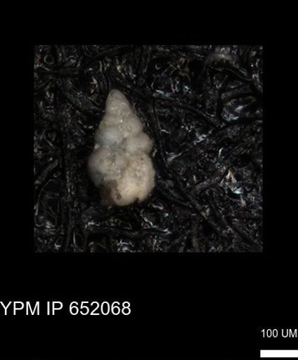 undet. Heterohelicidae