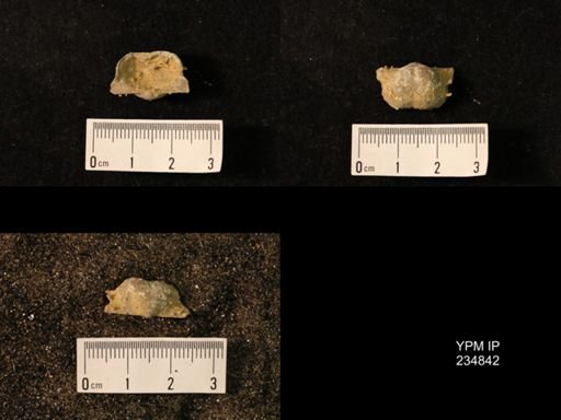 Marginifera wabashensis var. armata