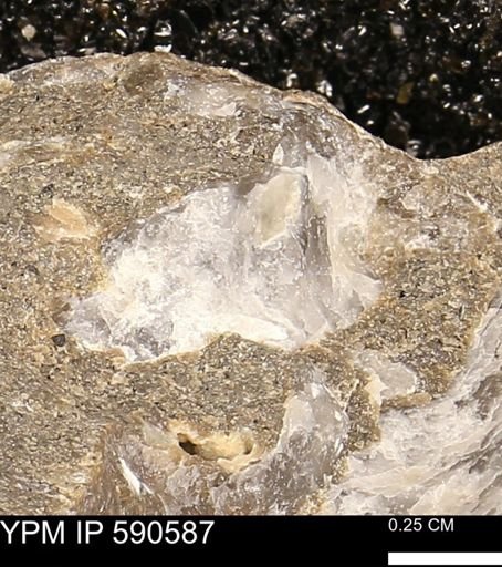 Ostrea translucida?