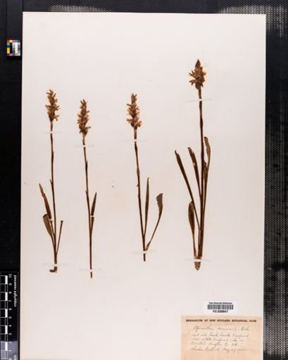 Spiranthes cernua