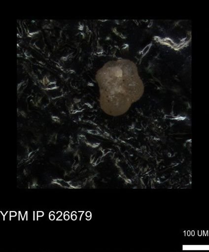 undet. Foraminiferida