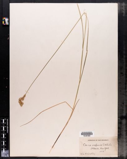Carex scoparia