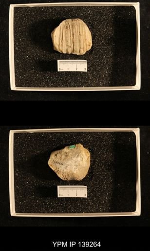 Productus (Dictyoclostus) sp.