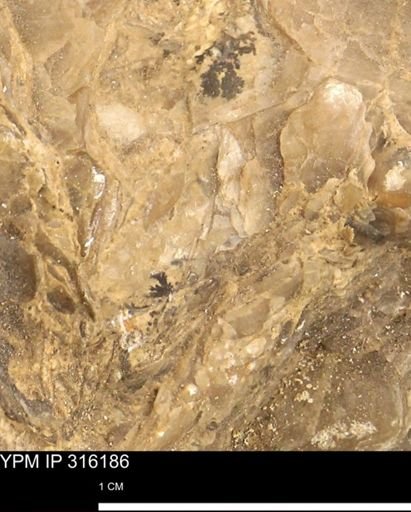 undet. Mollusca