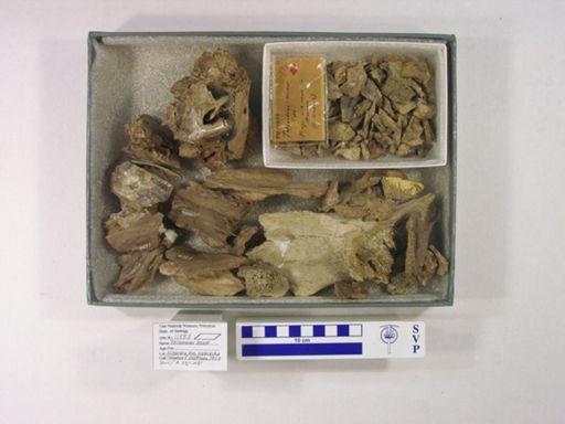 Teleoceras minor