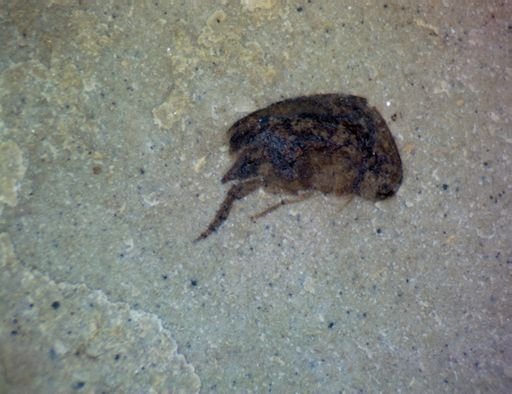 undet. Mordellidae