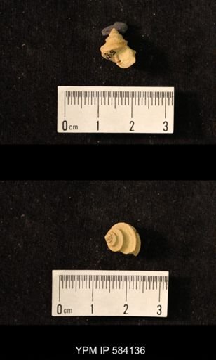 Worthenia tabulata