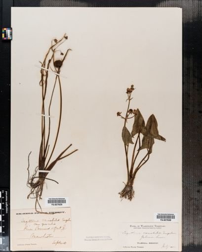 Sagittaria latifolia