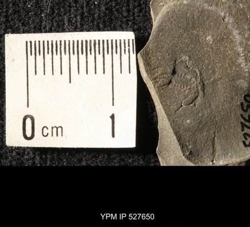 undet. Ophiuroidea