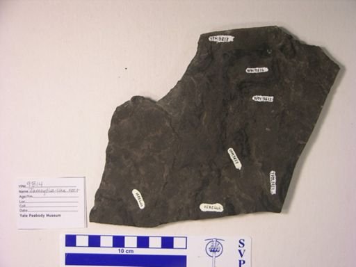cf. Jamoytius