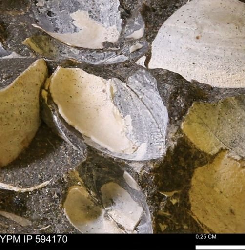Limopsis? striatopunctatus