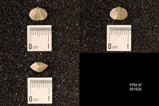 Platystrophia sp.