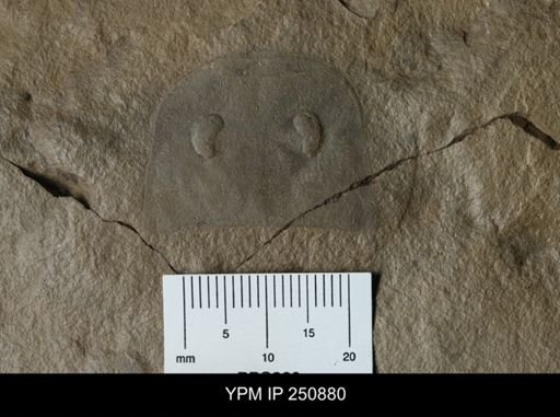 Eurypterus