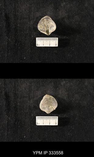 Athyris spiriferoides?