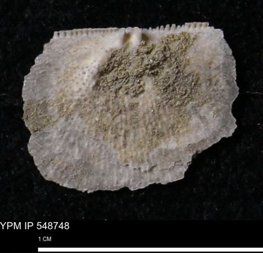 Stropheodonta perplana