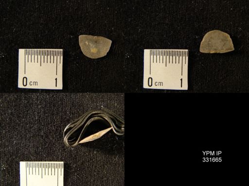 Palaeostrophomena sp.