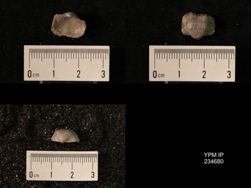 Marginifera splendens