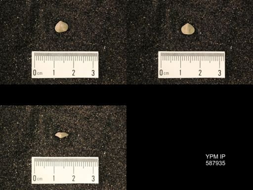Zygospira modesta
