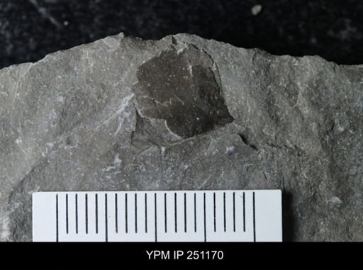 undet. Eurypterida