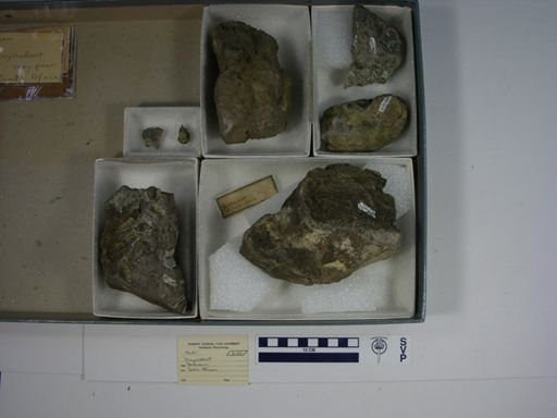 Dicynodontia
